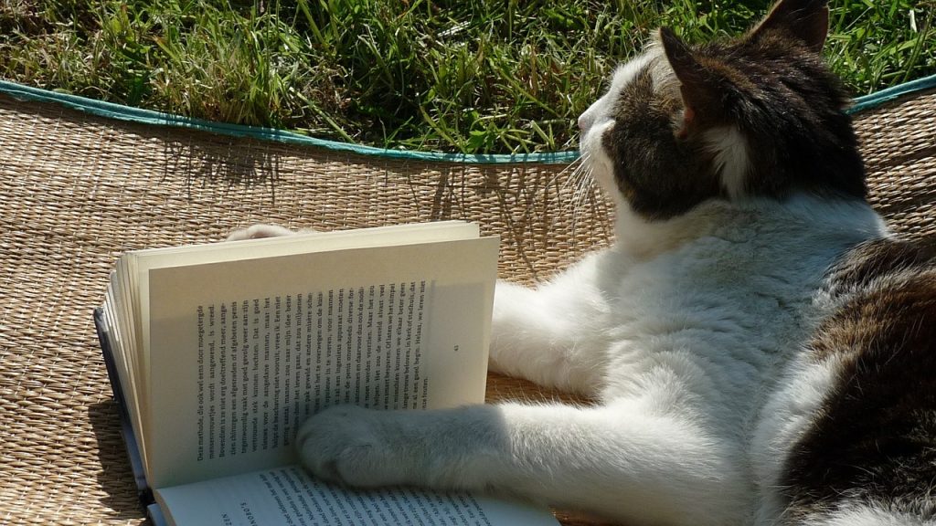 KittysBook.Com Cat Studying